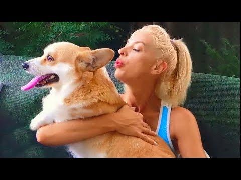 Милашка корги Бьянка и забавная Зенненхунд Ася. Affectionate Corgi Bianca And Funny Sennenhund Asya.