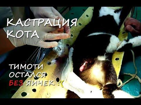 КАСТРАЦИЯ КОТА: СЪЕМКИ В ОПЕРАЦИОННОЙ! Кот Тимоти остался без яичек :'(