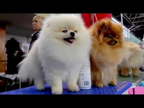 Выставка собак. Одесса.Померанский шпиц. Pomeranian Spitz  Odessa