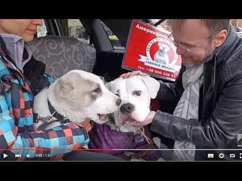 ЗНАКОМСТВО ЩЕНКОВ.Алабай и Американский бульдог.Alabai And American Bulldog.Odessa.