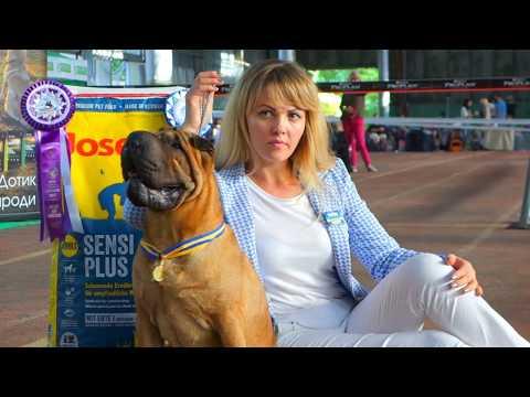 Шарпей Чемпион. Выставка собак. Одесса 02.09.17. Sharpey The Champion. Dog Show. Odessa 02.09.17.