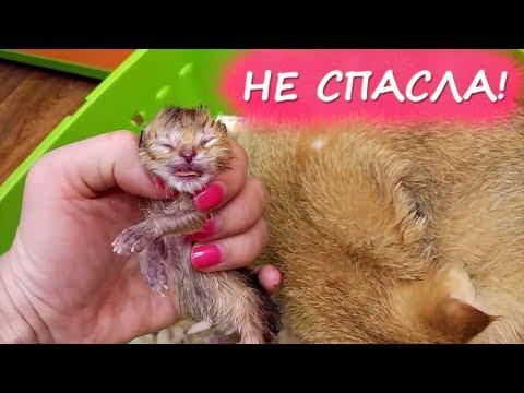 Кошка НЕ СПАСЛА собственного НОВОРОЖДЕННОГО КОТЕНКА! Роды кошки