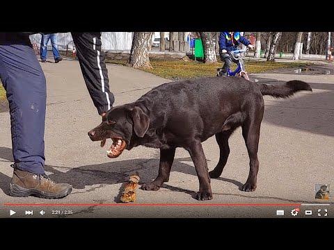 А, НУ ОТДАЙ!! Oh, Give It Back!!Шоколадный лабрадор.Chocolate Labrador.Odessa.