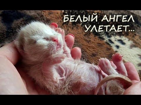 САМАЯ ГРУСТНАЯ ИСТОРИЯ БЕЛЕНЬКОГО КОТЕНКА: Белый Ангел улетает...