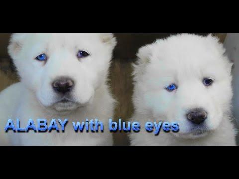 АЛАБАИ с ГОЛУБЫМИ ГЛАЗАМИ. Blue Eyes. Alabai Alabai Odessa.