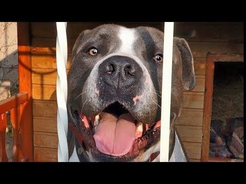 Красавчик Берр. Стаффордширский терьер. Handsome Burr. Staffordshire Terrier.