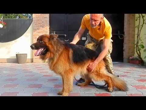 Шон. Кобель НЕМЕЦКОЙ ОВЧАРКИ. German Shepherd Dog.