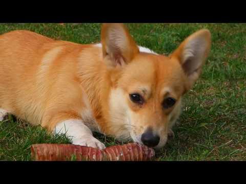 Сири и её вкусняшка. Вельш Корги Пемброк. Siri And Her Yummy. Welsh Corgi Pembroke.