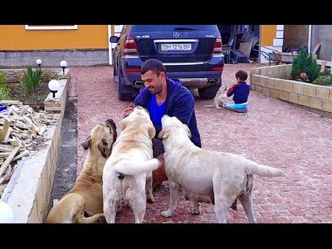 LORD OF DOGS. Вожак стаи. الكلاب زعيم.  नेता कुत्तों।.Odessa.