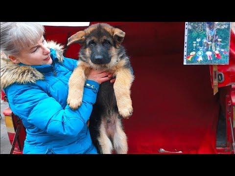 Собачий рынок. Одесса. The Dog Market. Odessa.