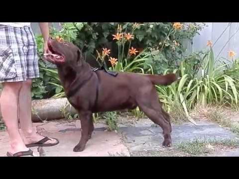 ШОКОЛАДНЫЙ лабрадор КЕВИН.CHOCOLATE Labrador KEVIN. Odessa.