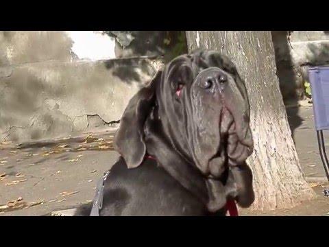 Мастино наполетано МАЛИНКА.Neapolitan Mastiff.نابولي كبير الدرواس Odessa.