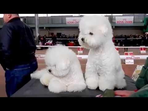 ДВЕ ХРИЗАНТЕМЫ. Бишон фризе.Bichon Frise.Французская болонка. Odessa.