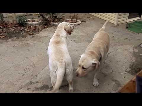 НЕУГОМОННЫЕ.Лабрадоры Майк и Джесси. Labradors Mike And Jesse.