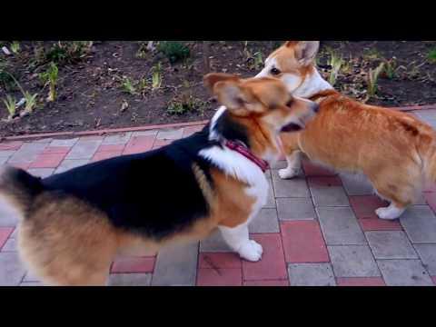 Быстрые ножки Вельш корги пемброк. Fast Legs Welsh Corgi Pembroke.