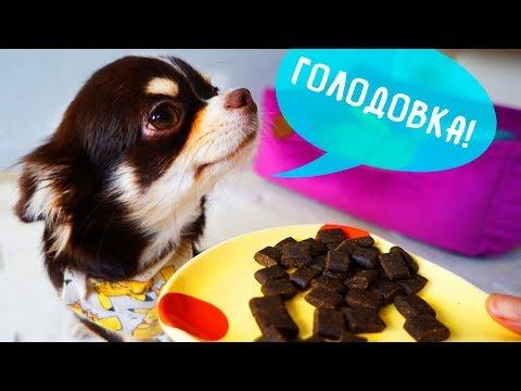 ЩЕНОК ЮМИ НЕ ЕСТ! ЧТО ДЕЛАТЬ ЕСЛИ СОБАКА ОТКАЗЫВАЕТСЯ ОТ ЕДЫ?