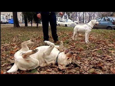 Брачные танцы лабрадора Майка! Ждём щенков. Odessa.