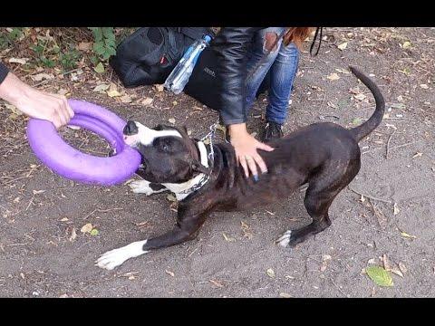 Железная хватка. Питбультерьер Маркус. Pit Bull Terrier. Odessa.