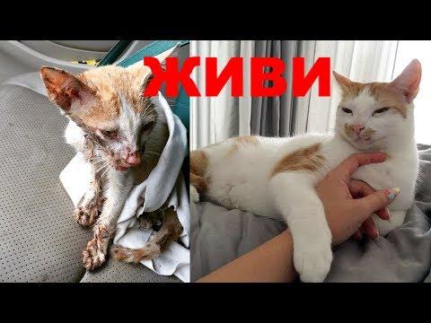 НЕВЕРОЯТНОЕ СПАСЕНИЕ КОТА 