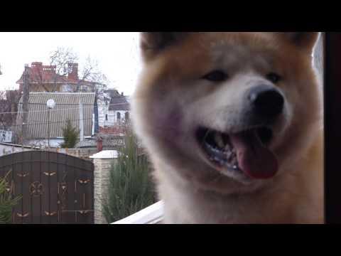 Японская Акита Акиша у себя дома. The Japanese Akita Akisha At Home.