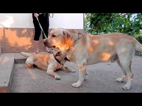 Лабрадоры ВИЛЛ и ЛИНДА. Labradors WILL And LINDA.