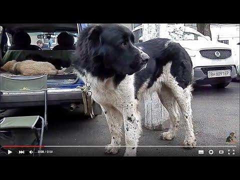 АЛАБАЙ ГИГАНТ - ЧОЛЬ БАРЫС. Среднеазиатская овчарка.Odessa.