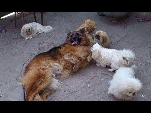 ЗАБАВНЫЕ СОБАКИ.Mega Funny Dogs Немецкая овчарка КОРА и пекинесы.Odessa.