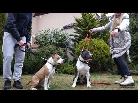 ЖДЁМ ЩЕНКОВ. Американский стаффордширский терьер. We Are Waiting For Puppies. Staffordshire Terrier.