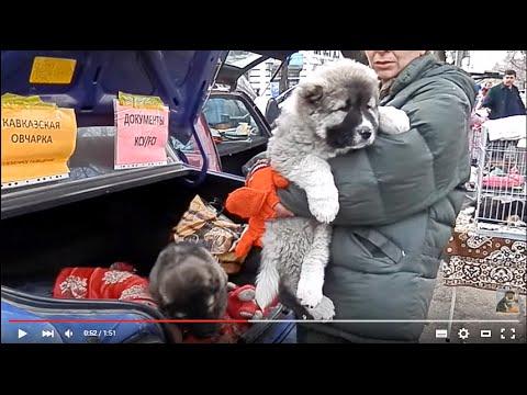 LITTLE Guards.МОЩНЫЕ Щенки КАВКАЗСКОЙ ОВЧАРКИ .Odessa.