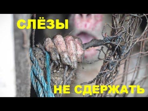 ИЗ ДЫРЫ КЛЕТКИ К ЛЮДЯМ ПОТЯНУЛАСЬ РУКА#CПАСЕНИЕЖИВОТНЫХ