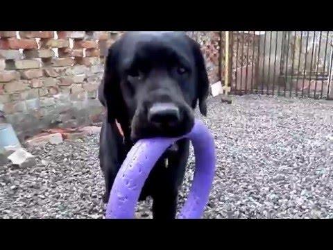 Любимчик Пашка! Handsome Pasha.Лабрадор.Labrador.Odessa.