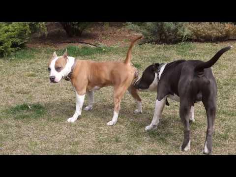 Летающая собака Бэр. Американский Стаффордширский терьер. American Staffordshire Terrier.