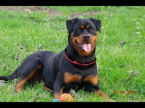 ЧУТКИЙ РОТВЕЙЛЕР Багира. Who's There? Rottweiler.Odessa.