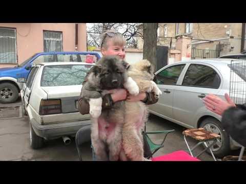 Милейшие щенки Кавказской овчарки. Photoshoot With Sweetest Puppies.