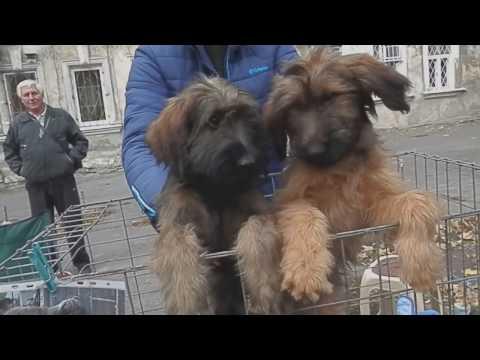 БРИАР - ЛОХМАТОЕ ЧУДО Briard.ФРАНЦУЗСКАЯ ОВЧАРКА.Odessa.