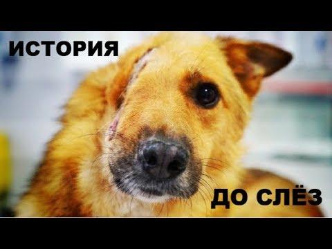 К СОБАКЕ ПОДОШЕЛ МОНСТР И ОТСЕК ЕЙ ПОЛ ГОЛОВЫ ЛОПАТОЙ #СПАСЕНИЕЖИВОТНЫХ