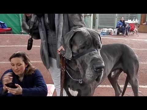 Super! ОГРОМНЫЙ НЕМЕЦКИЙ ДОГ!A Huge Great Dane.Выставка собак. Odessa.