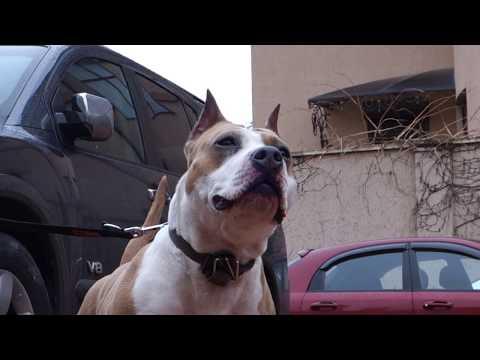 БЭРР И ФАБИ. Американский стаффордширский терьер. American Staffordshire Terrier. BERR AND FABY.