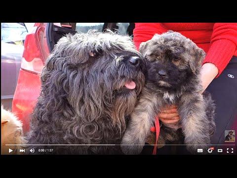 Sale.ФЛАНДРСКИЙ БУВЬЕ- ГРЯЗНАЯ БОРОДА.Bouvier Des Flandres.Odessa.