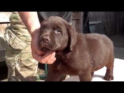 Labrador Puppy 1 Month.ШОКОЛАДНЫЙЛАБРАДОР 1.5 МЕС. ODESSA.