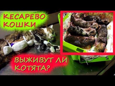 КЕСАРЕВО кошки Сакуры: ПОЧЕМУ КОТЯТА НЕ ВЫЖИВАЮТ? Удастся ли нам СПАСТИ СЛАБЕНЬКОГО?