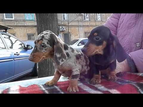 Щенки таксы. 2.5 мес. Староконный рынок. Odessa.