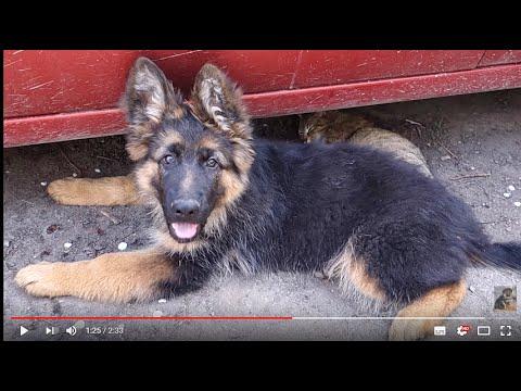 НАГЛЫЙ ЩЕНОК Немецкой овчарки.STRANGE German Shepherd Puppy.Odessa.