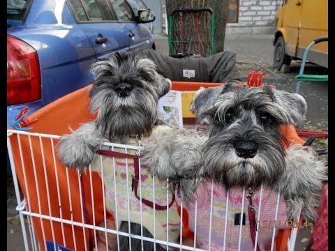 Цвергшнауцер. Щенки Бриз и Бьюти.Miniature Schnauzer. Odessa.