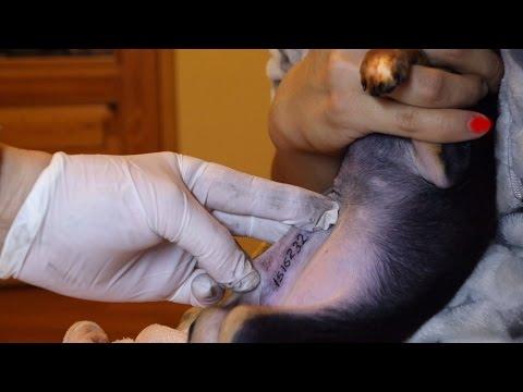 КЛЕЙМЕНИЕ (тату) щенка ТОЙ-ТЕРЬЕРА. Hallmarking Of (tattoo) Toy Terrier Puppy. Odessa.